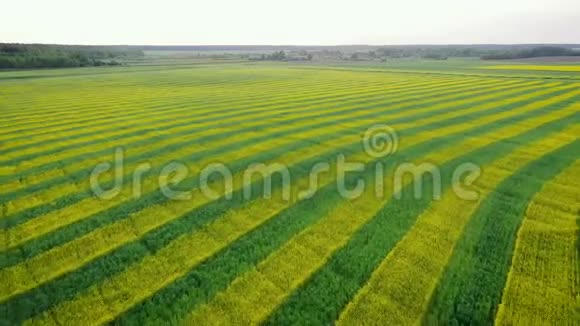 带黄油菜和绿色小麦的空中前进田园视频的预览图