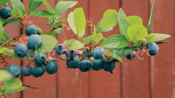 九月在花园里的蓝莓灌木丛中成熟的蓝莓浆果视频的预览图