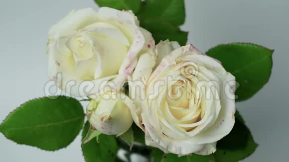 靠近开放的白玫瑰盛开的白玫瑰美丽的自然背景孤立在白色上视频的预览图