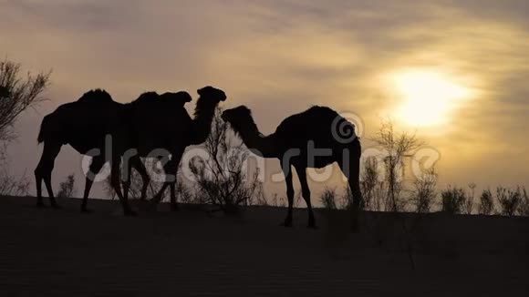 骑着夕阳骆驼视频的预览图