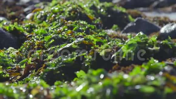 智利阿尔加罗博对石头藻类和海洋的选择性关注视频的预览图