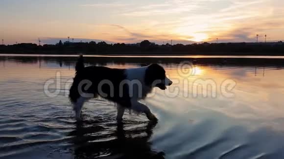 快乐的狗在夕阳背景下的池塘水中散步在湖面上倒影好奇的小狗宠物看视频的预览图