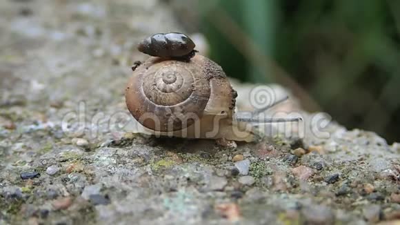 小黄壳蜗牛走路视频的预览图