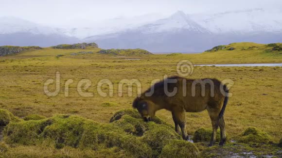 在山区的马冰岛乡村野美马视频的预览图