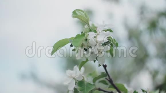 春天里一枝盛开的苹果树有着轻风盛开着美丽白花的苹果分支机构视频的预览图