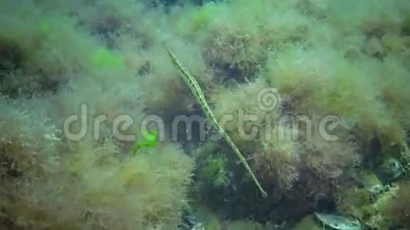 海草灌丛中绿雄性大鼻管状鱼黑海视频的预览图