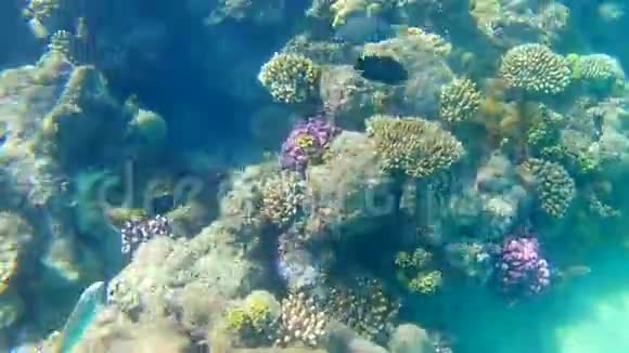 在阳光明媚的日子里红海的各种鱼类在蓝色透明的海水中在明亮的珊瑚礁上游泳晒太阳反射光线视频的预览图