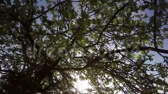 站在苹果树下阳光明媚的早晨春天的大自然视频的预览图