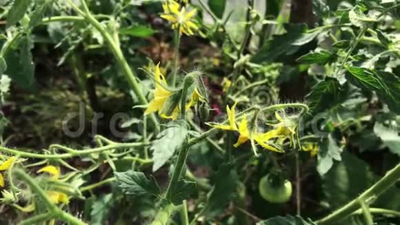 番茄在温室里生长的绿色番茄植株上开花视频的预览图