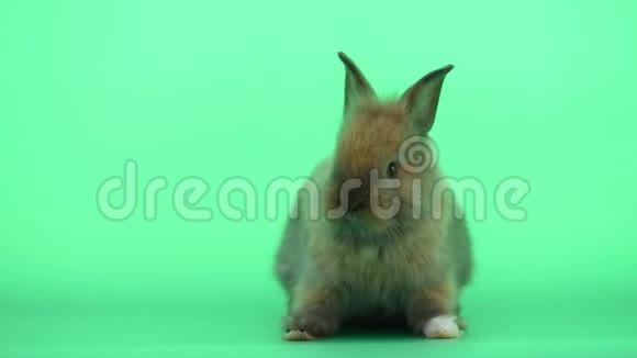 可爱的小棕色兔子清洁一只脚绿色屏幕背景视频的预览图