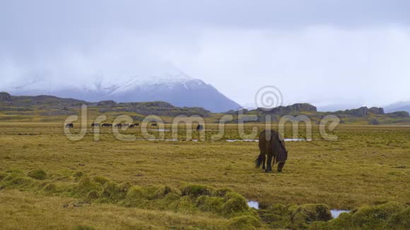 在山区的马冰岛乡村野美马视频的预览图