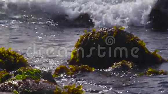 智利阿尔加罗博对石头藻类和海洋的选择性关注视频的预览图