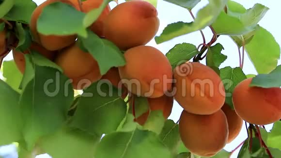 成熟的杏树上视频的预览图