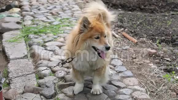 毛茸茸的红链警犬夏天的户外活动视频的预览图