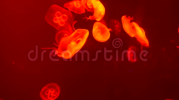 红背景下许多水母在红色游泳中发光视频的预览图