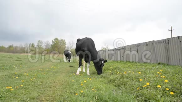 村里的黑白牛在村里的草地上吃新鲜的草视频的预览图