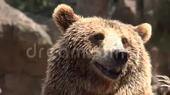 棕熊乞求食物视频的预览图
