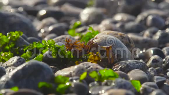 智利阿尔加罗博石藻水的和谐视频的预览图