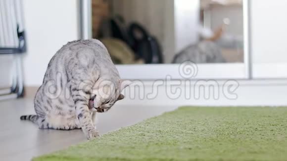 美丽的灰色孟加拉猫舔自己的背景的房间视频的预览图