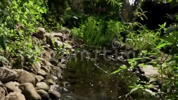 小池塘位于乡村庄园附近的森林里视频的预览图