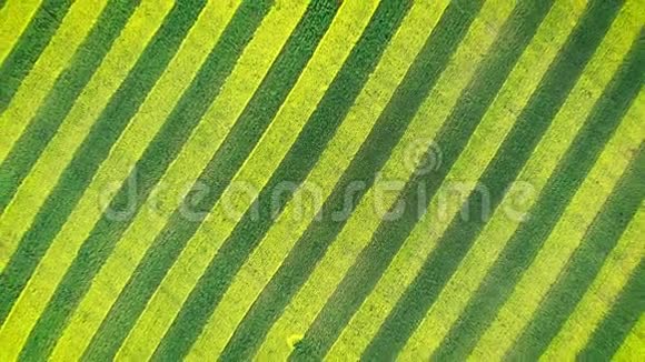 油菜花在农田中的绿色和黄色平行线视频的预览图
