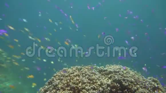 五颜六色的珊瑚礁和外来的鱼菲律宾Camiguin一群鱼视频的预览图