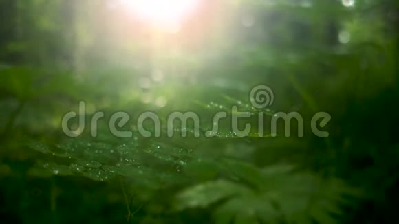 在柔和的小叶子上在明亮的阳光照耀下用许多晨露滴在绿色植物上视频的预览图