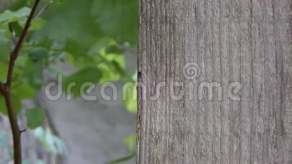 槽螺在木材上的时间流逝视频的预览图