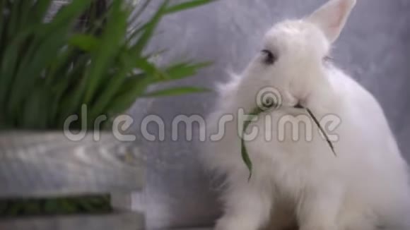 白兔啃青草视频的预览图