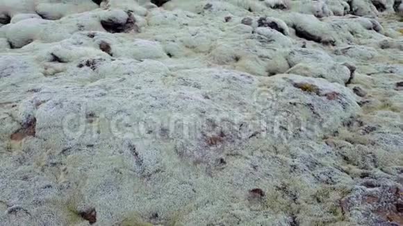 熔岩田苔藓覆盖也被称为绿色熔岩在Skaftareldahraun冰岛视频的预览图