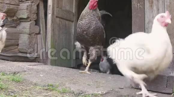 喂鸡的人视频的预览图