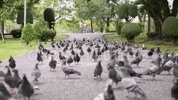 鸽子在公共公园的人行道上视频的预览图