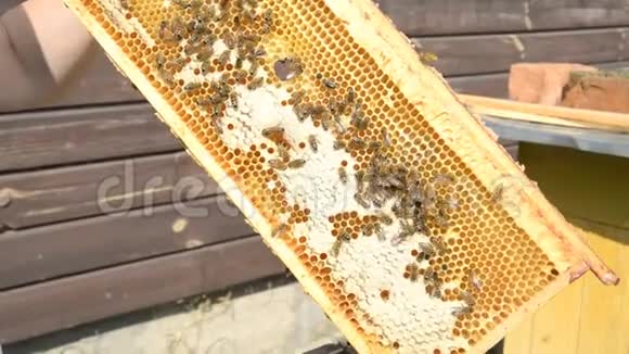 养蜂人手里拿着满是蜜蜂的蜂巢养蜂人检查蜂巢视频的预览图