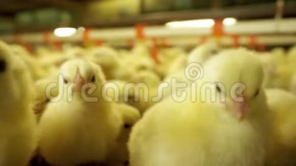 农场的孵化区里有有趣的新生肉鸡视频的预览图