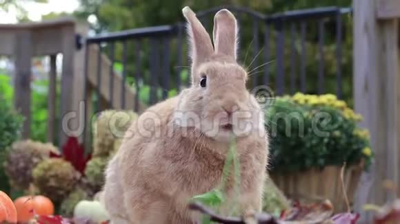 可爱的鲁弗斯兔吃欧芹周围是秋天南瓜滑稽的脸在最后视频的预览图