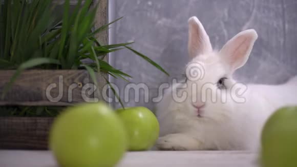 白兔挨着绿苹果和一个装满草的木篮休息视频的预览图
