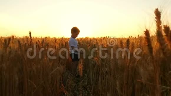 一个孩子在夕阳的背景下在田野里撕下一只麦穗农夫儿子正在收割小麦视频的预览图