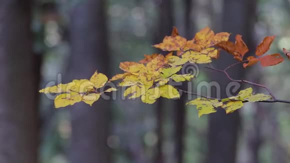 秋天的时候把山毛榉的叶子收起来视频的预览图
