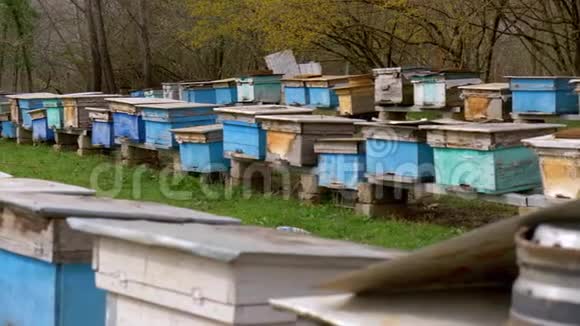 夏季村里的蜜蜂养殖场视频的预览图