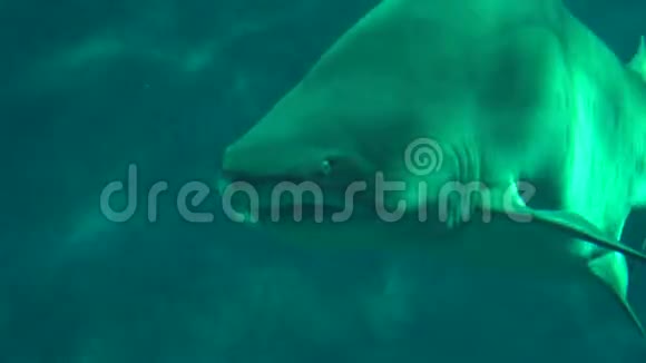 鲨鱼在海里游泳视频的预览图