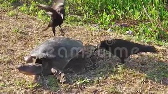 乌龟和偷乌鸦视频的预览图
