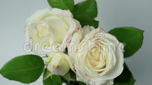靠近开放的白玫瑰盛开的白玫瑰美丽的自然背景孤立在白色上视频的预览图