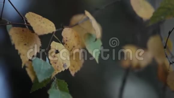 秋天的桦树叶子视频的预览图