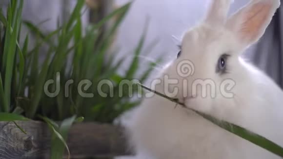 白兔咬着灰墙附近的一片绿草视频的预览图