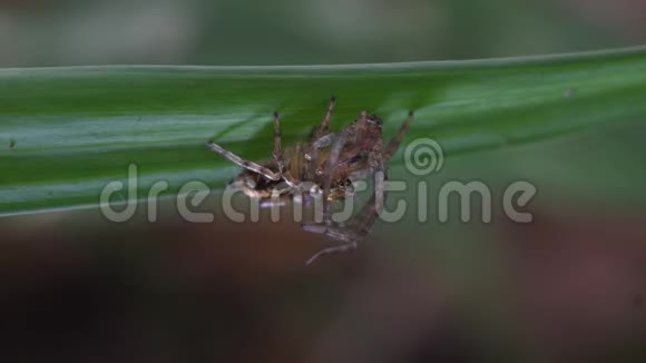 跳跃的蜘蛛在大自然雨林中吃蜘蛛网视频的预览图