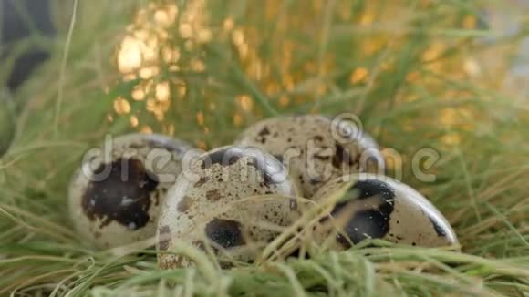 鹌鹑蛋卧在稻草窝里视频的预览图