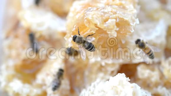 特写高清镜头蜜蜂移动视频的预览图