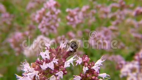 野生奥利加诺花上的蜜蜂视频的预览图