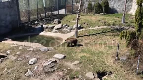 动物园里的棕熊视频的预览图