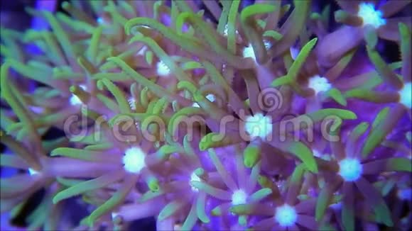 浅电流绿星保利珊瑚细节视频的预览图